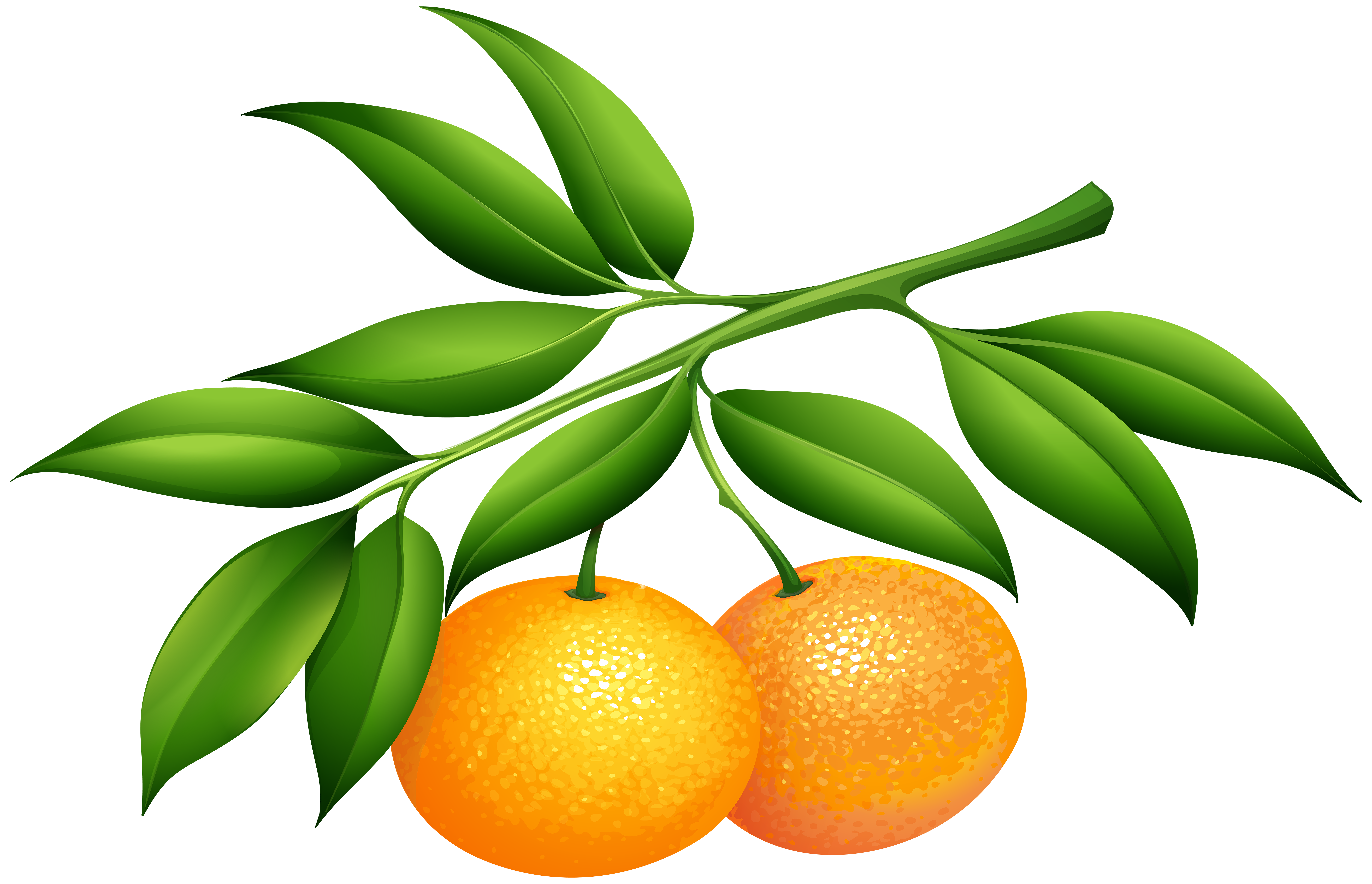 Tangerines PNG Clip Art Image.