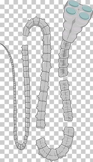 16 tapeworm PNG cliparts for free download.