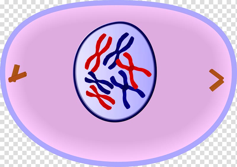 Prophase Mitosis Cell cycle Cell division, stage transparent.