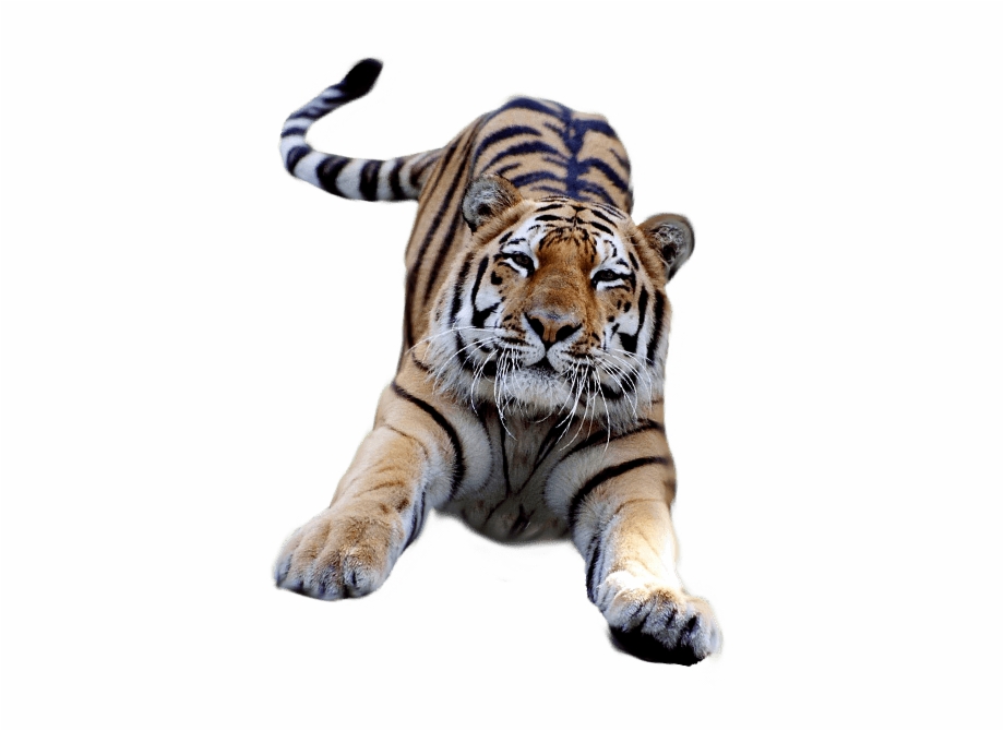 Jumping Tiger Tiger With A Transparent Background.