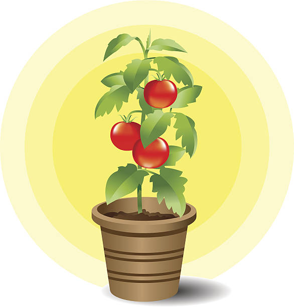 clipart tomato plant 20 free Cliparts | Download images on Clipground 2023