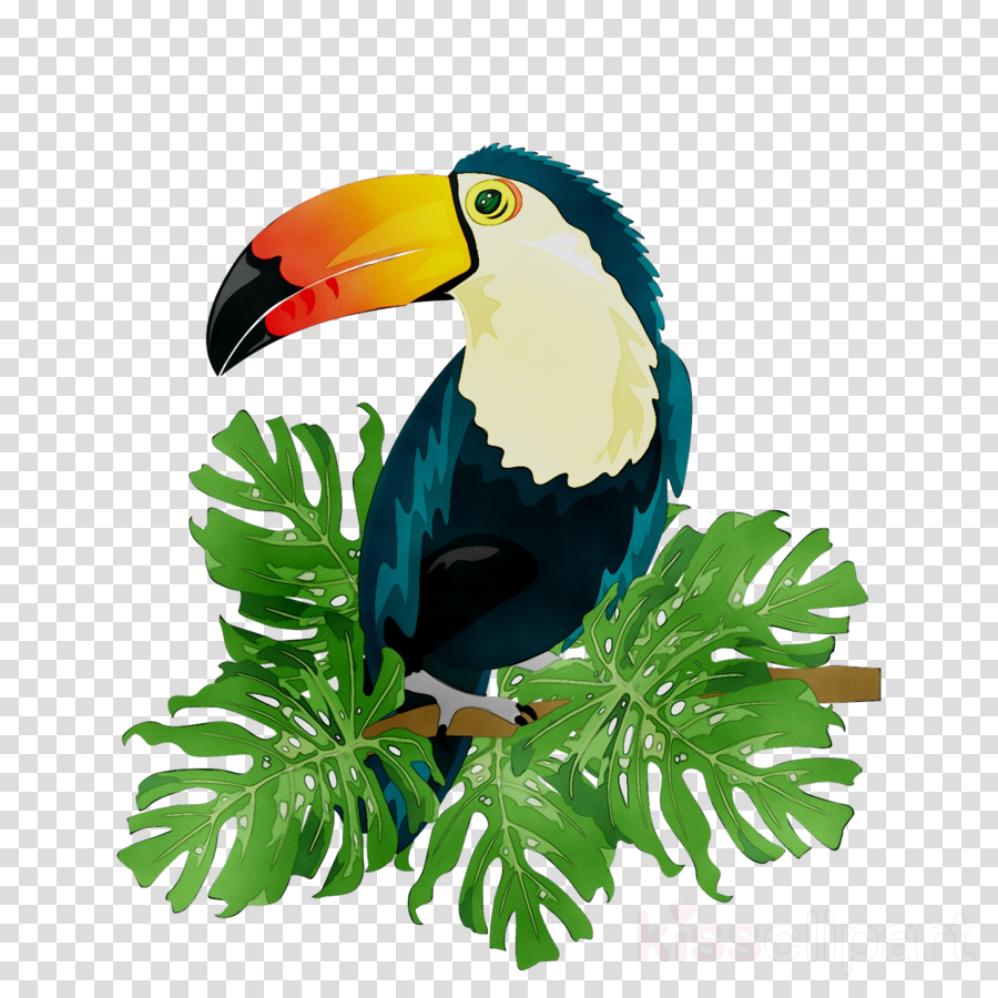 Hornbill Bird clipart.