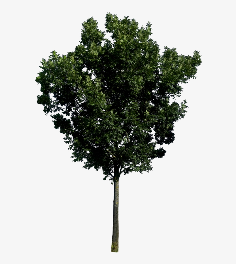 Tree Png Image, Free Download, Picture.