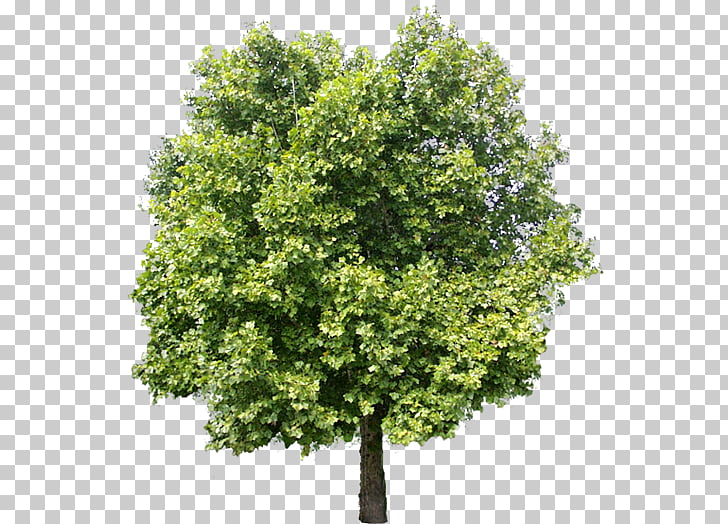 Tree Adobe Photoshop Elements, tree, green leafed tree PNG.