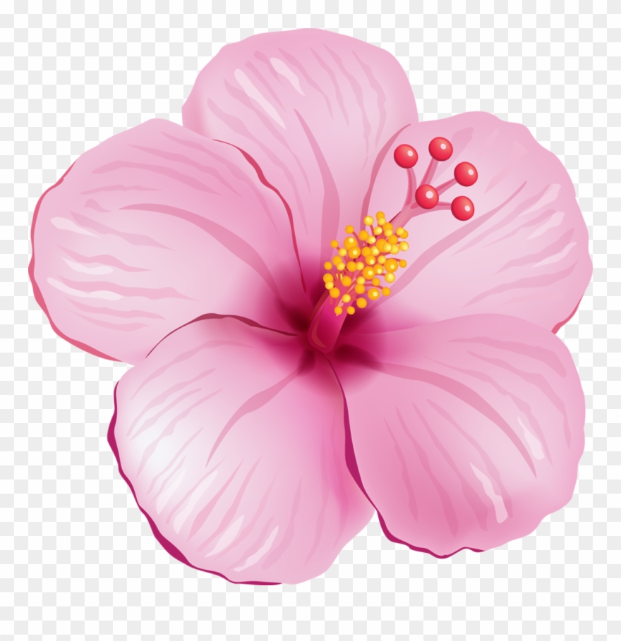 tropical flower images clipart 10 free Cliparts | Download images on