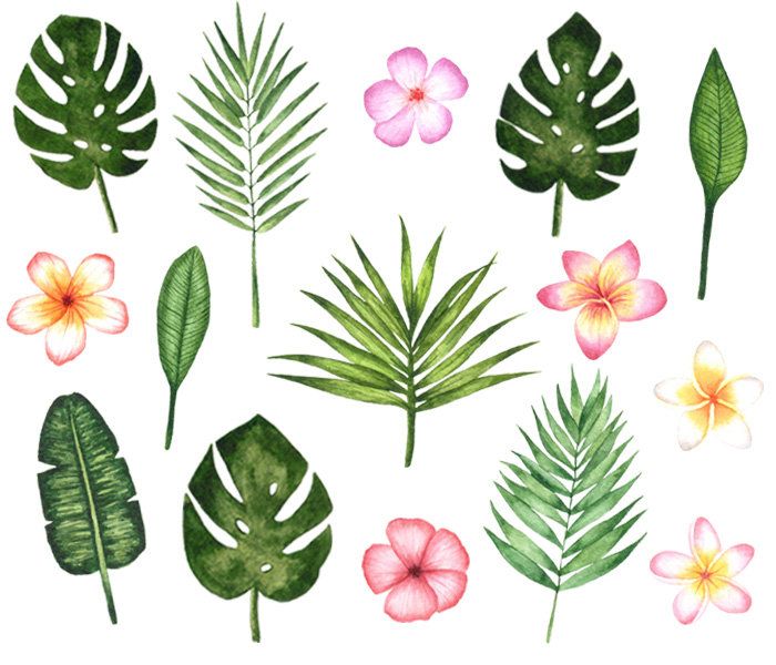 Tropical Watercolor Clipart,Summer Watercolor Clipart.