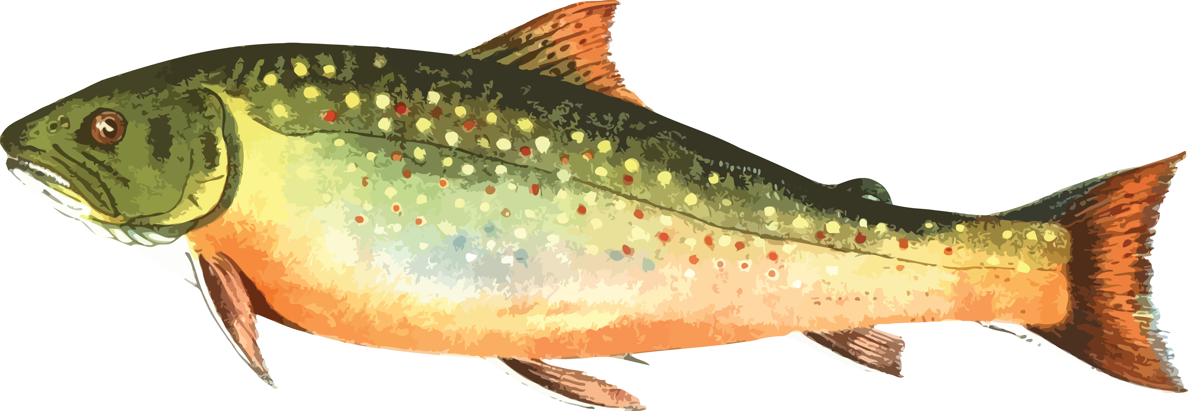 324 Trout free clipart.