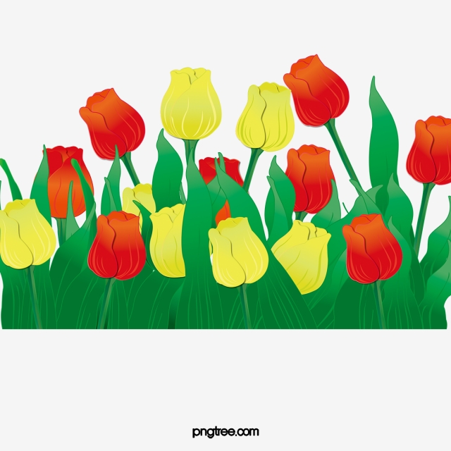 Tulip Flowers, Tulip Clipart, Tulip, Yellow Flowers PNG Transparent.