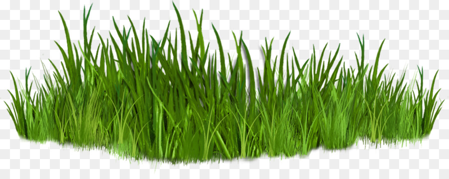 Grass Cartoon.