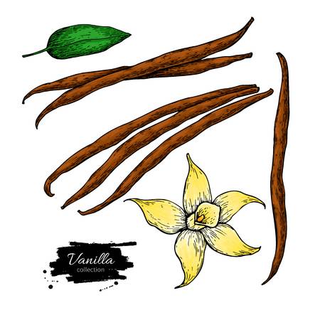 clipart vanilla bean 20 free Cliparts | Download images on Clipground 2021