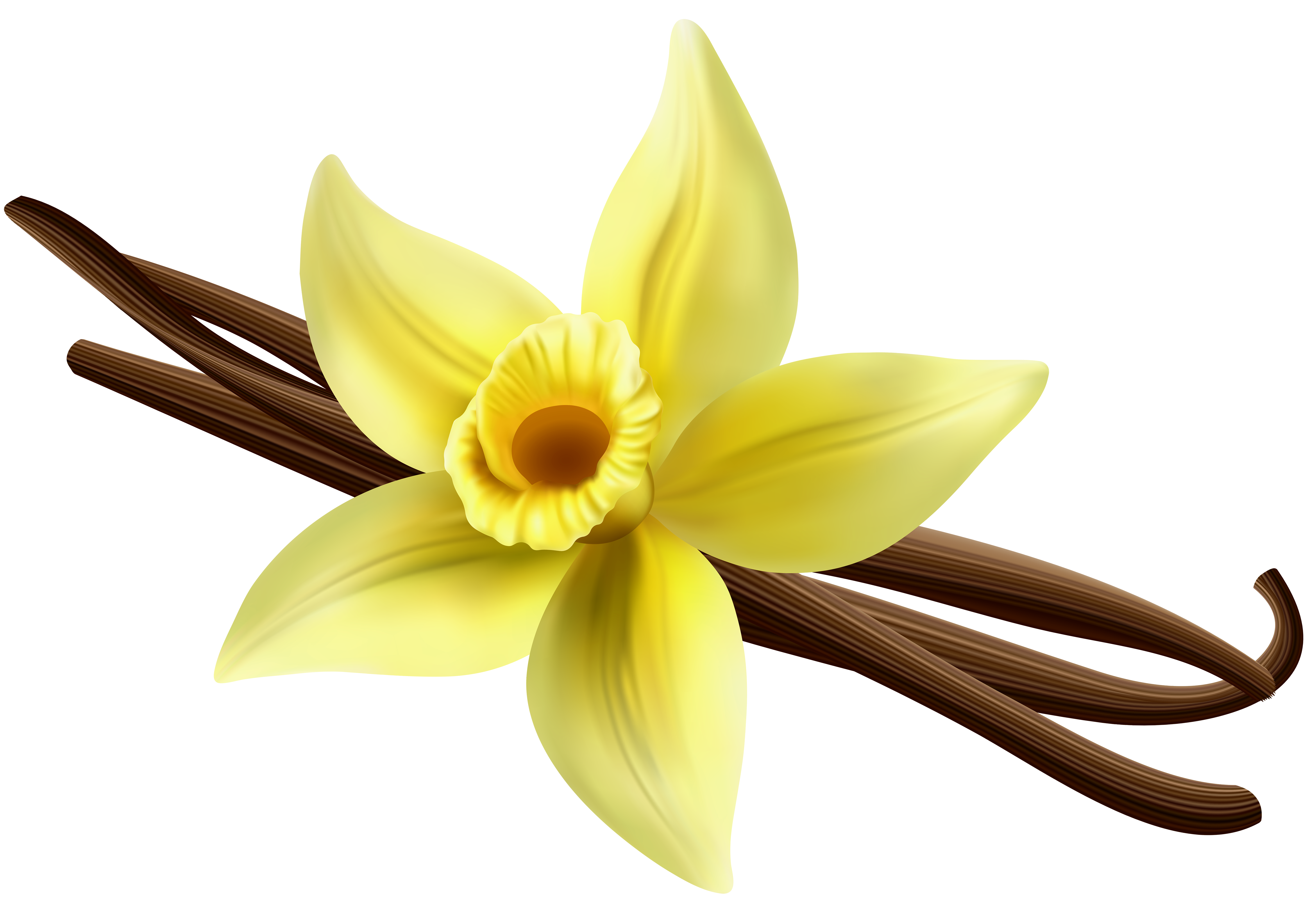 Vanilla PNG Clipart.