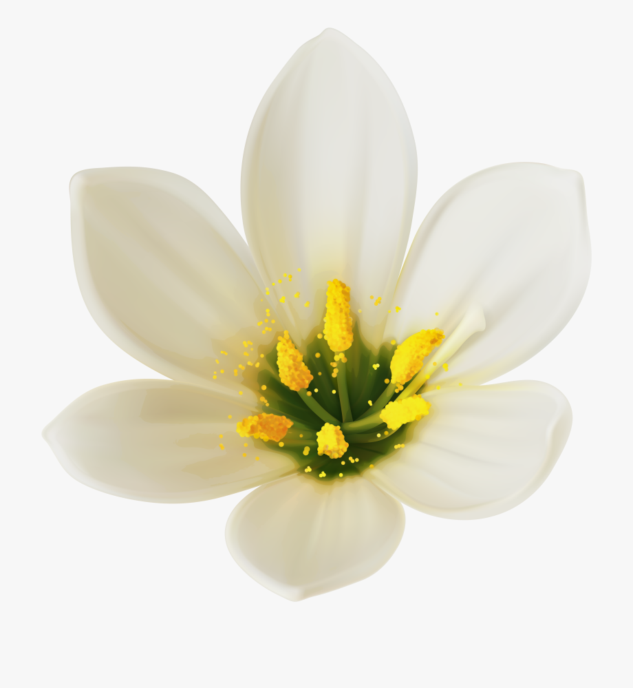 White Flower Clipart Png.