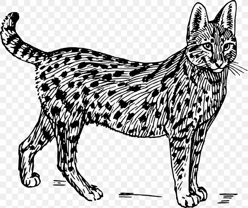 Savannah Cat Wildcat Serval Felidae Clip Art, PNG.