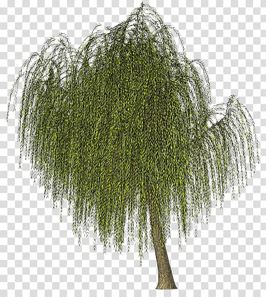 Weeping Willow Tree Drawing, Green, Salix Pierotii, Color.
