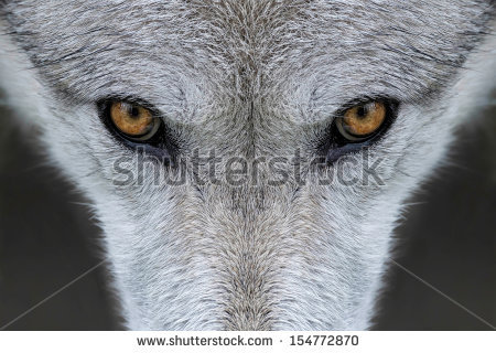 Wolf Eyes Stock Images, Royalty.