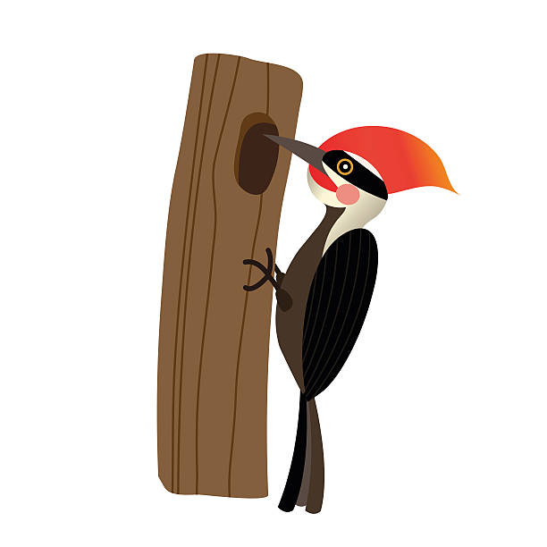 Woodpecker Bird Clipart.