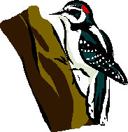 Woodpecker Clipart.