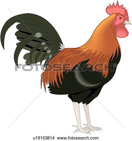 Clipart of Rooster u19153814.