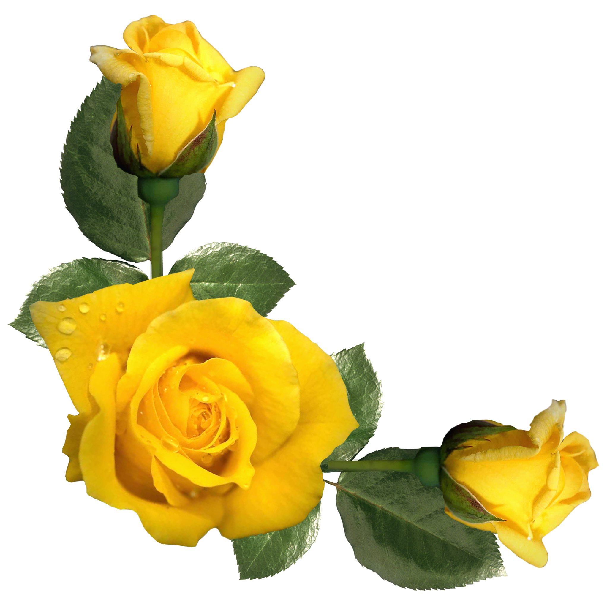 Download clipart yellow roses 20 free Cliparts | Download images on ...