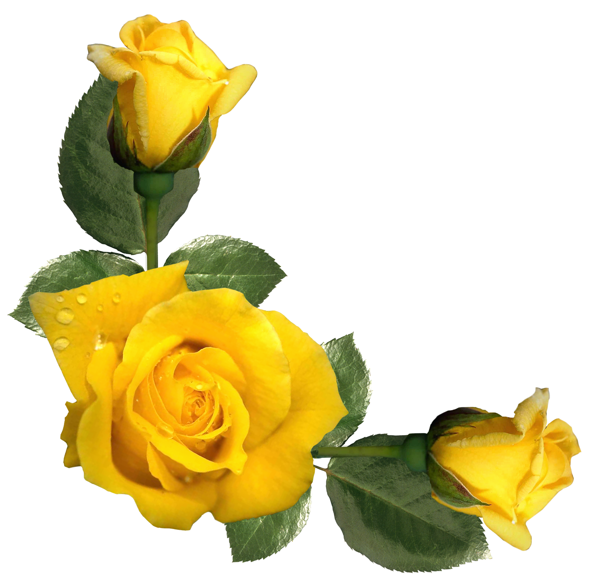 Clipart Yellow Roses 20 Free Cliparts Download Images On Clipground 2024