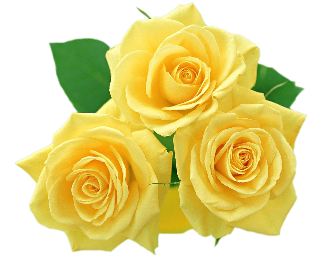 clipart yellow roses 20 free Cliparts | Download images on Clipground 2024