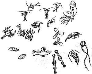 Free Zooplankton Cliparts, Download Free Clip Art, Free Clip.