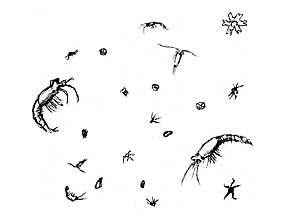 Free Ocean Plankton Cliparts, Download Free Clip Art, Free.