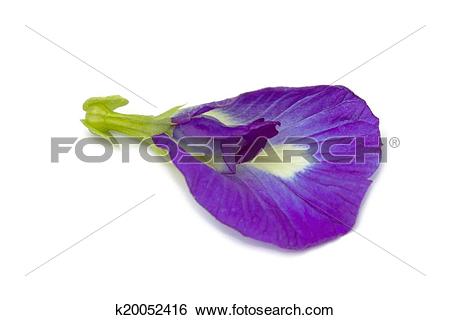Stock Images of Clitoria ternatea flower k20052416.