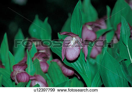 Stock Photograph of flowers, plant, plants, background, natural.