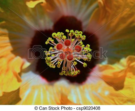 Pictures of hibiscus flower closeup with pollen, stamen and pistil.
