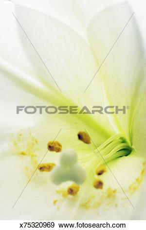 Stock Photograph of Easter lily (Lilium longiflorum) stamen, close.