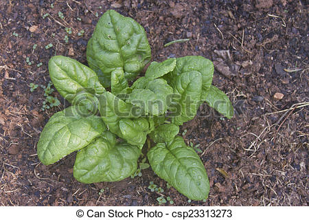 Picture of Wet Spinach Plant.