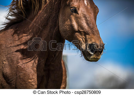 Horse head front view close up clipart.