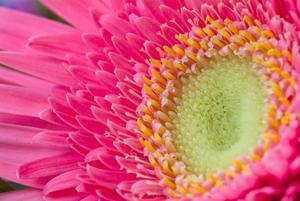 Pink Daisy Photo Clipart Image.