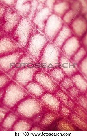 Stock Photography of Patterns Of Nature, Abstracts, Backgrounds.