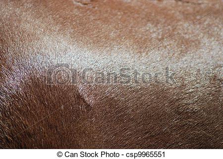 Stock Photography of brown horse skin and fur close up, nature.