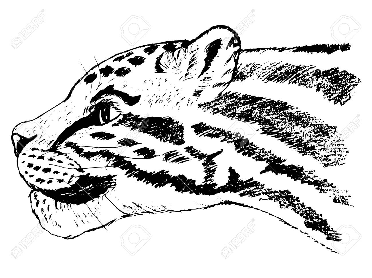 Hand drawn illustration of clouded leopard.