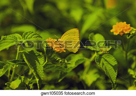 Cloudless sulfur butterfly clipart.