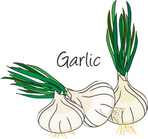 Garlic clove clipart.