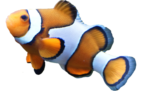 clown fish png 20 free Cliparts | Download images on Clipground 2021