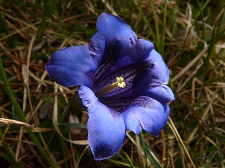 Gentian.