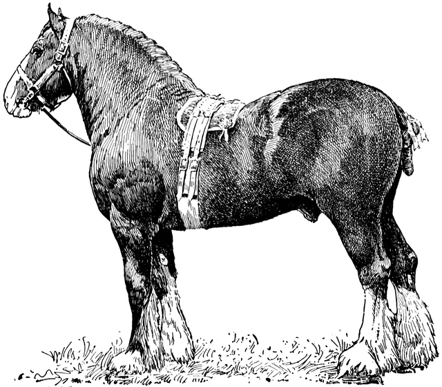 Clydesdale horses clipart » Clipart Station.
