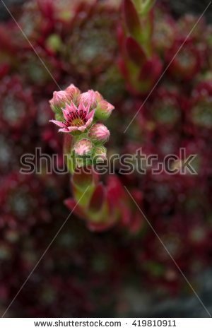 Cobweb Houseleek Stock Photos, Royalty.