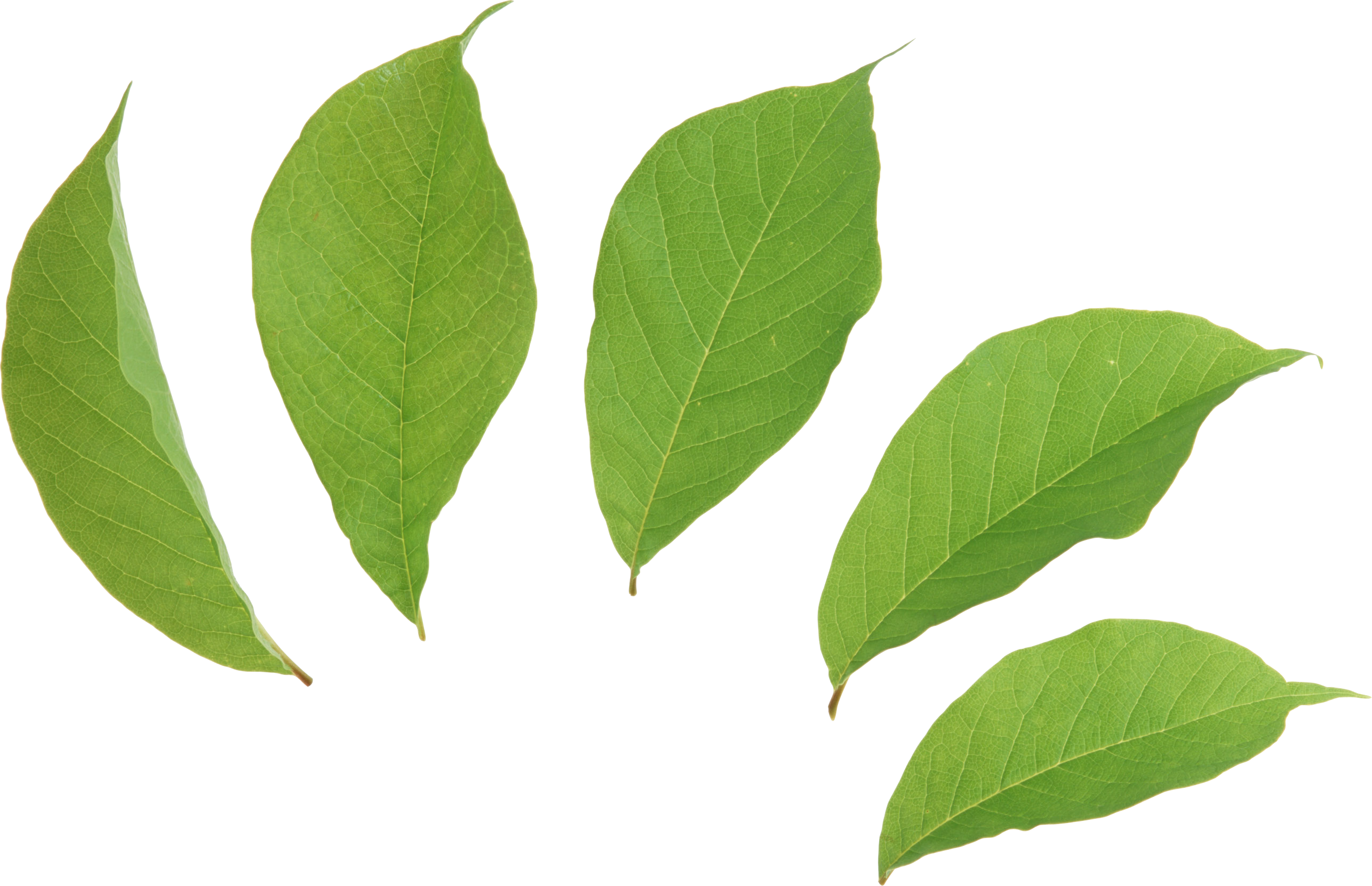 Coca leaves clipart 20 free Cliparts | Download images on Clipground 2021