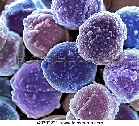 Clipart of Staphylococcus bacteria, coloured scanning electron.