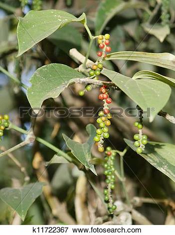 Picture of Black pepper with immature fruit, perennial climbing.