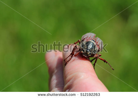 Cockchafer Stock Photos, Royalty.