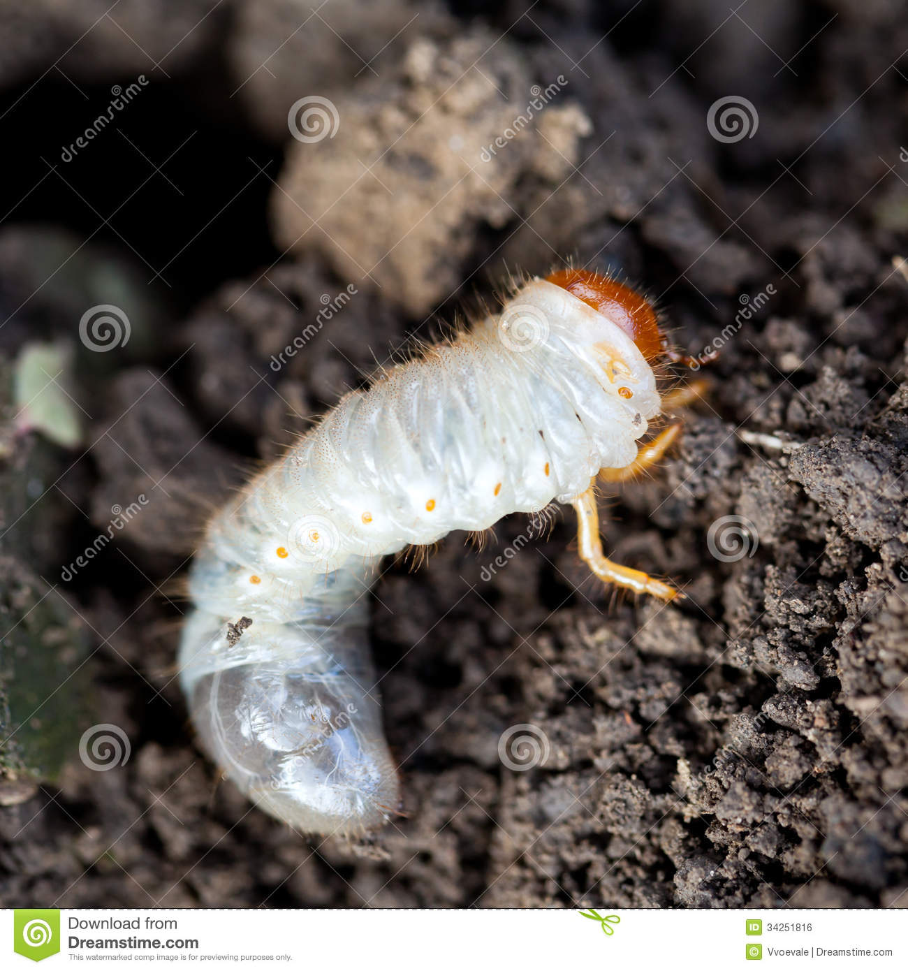 Cockchafer Grub Stock Photos, Images, & Pictures.