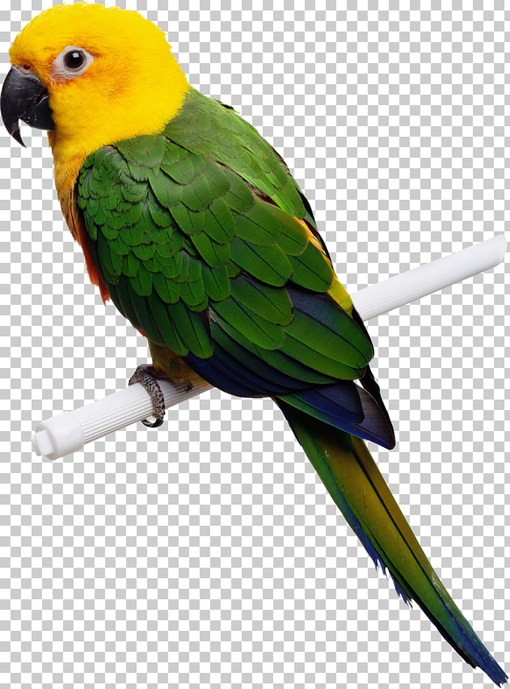 Bird Parrot Avian Medicine Beak Cockatiel, parrot PNG.