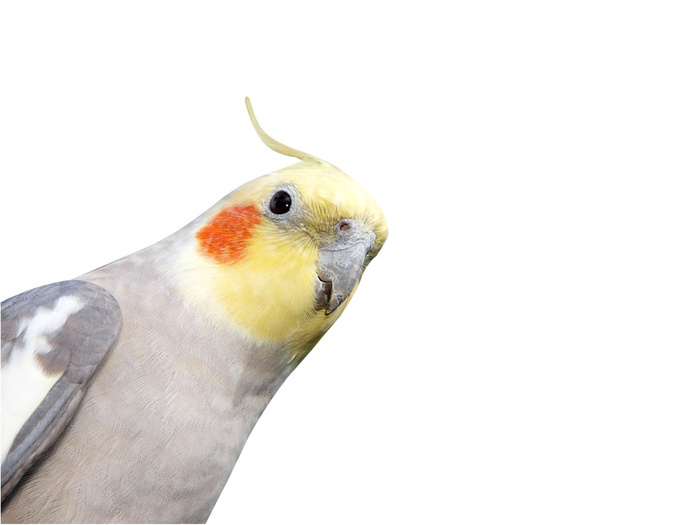 cockatiel png 20 free Cliparts | Download images on Clipground 2021